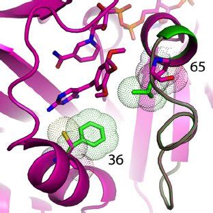 Model Of PjDHFR With Trimethoprim And NADPH Green Superim Posed On