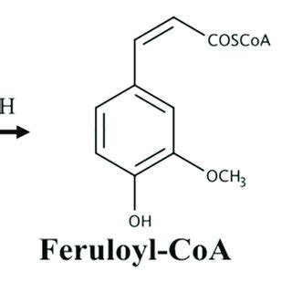 Schematic representation of the non β oxidative pathway for