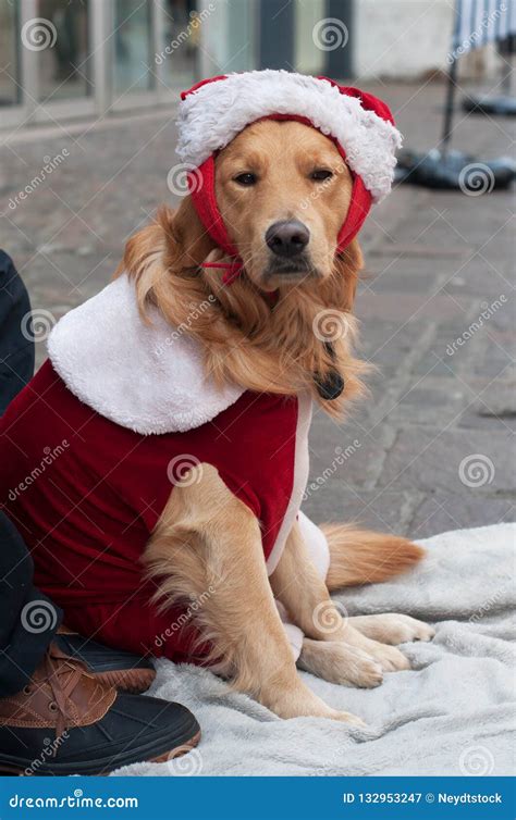 Sad Dog With Christmas Costume Sitting In The St Stock Image Image Of