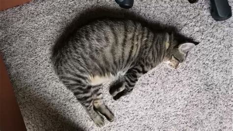 Cat Stretch Youtube