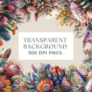 Australian Native Flowers Clipart, Protea Flowers, Transparent Pngs ...