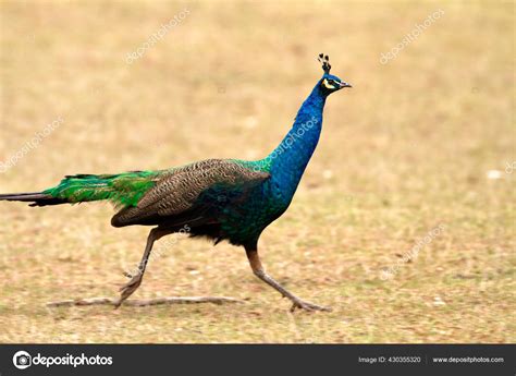 Indian Peafowl Running Dry Grassland Brijuni National Park Croatia