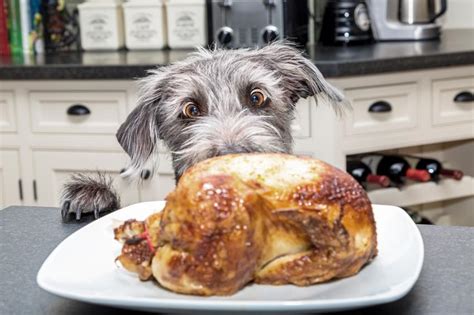 11 Happy Thanksgiving Dog Memes For Maximum Tail Wags Lovetoknow