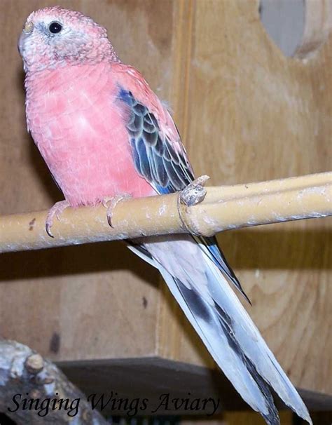 Pink Budgie