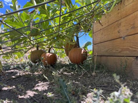 Growing Pumpkins Is as Easy as Pie with this Guide