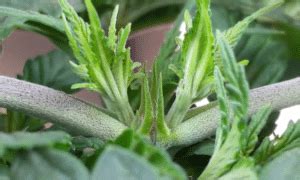 How To Defoliate Autoflowers And Not Ruin Your Harvest Guide For