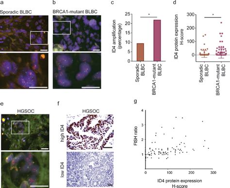 ID4 Is Selectively Amplified In Cancers Arising In Germline BRCA1