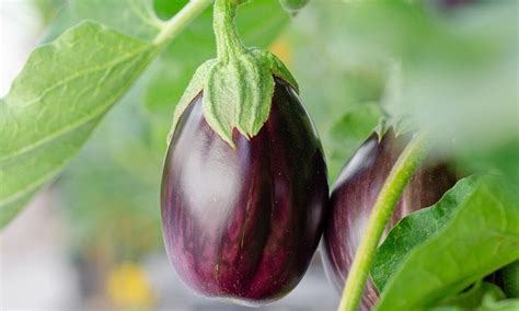 9 Best Eggplant Companion Plants And 5 You Should Avoid