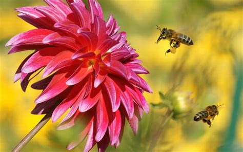 How To Say Insects” In Spanish What Is The Meaning Of Insectos” Ouino