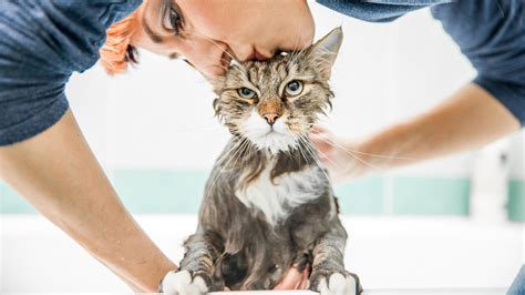 Can You Bathe Your Cat After Applying Advantage Munchkin Kitten Store