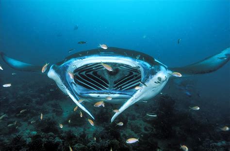 Real Monstrosities: Manta Ray