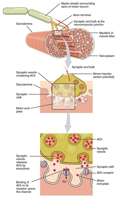 Axon Terminal Diagram
