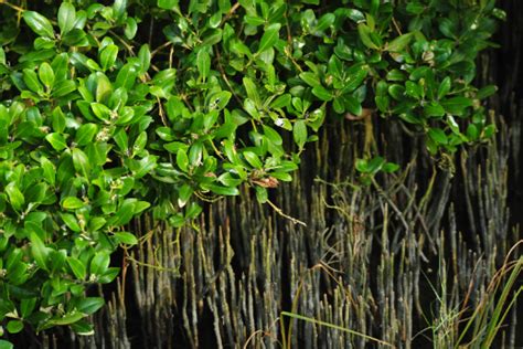 Planta del mes DICIEMBRE 2022 Jardín Botánico Prof Eugenio de Js