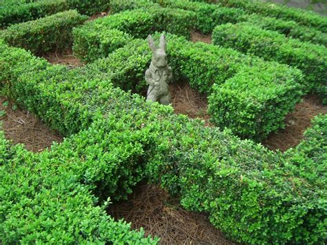 Topiary Gardening Tips