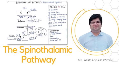 The Spinothalamic Pathway The Spinothalamic Tracts The