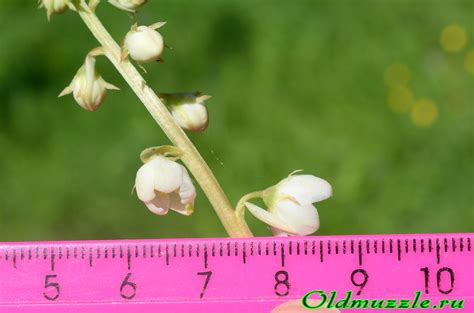 Растения Пензенской области: Грушанка круглолистая