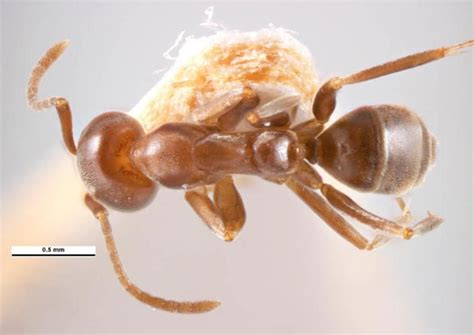 Argentine Ant Queen Wing