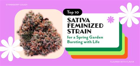 Flourish With Flavor Top 10 Sativa Feminized Strains For A Spring Garden Bursting With Life