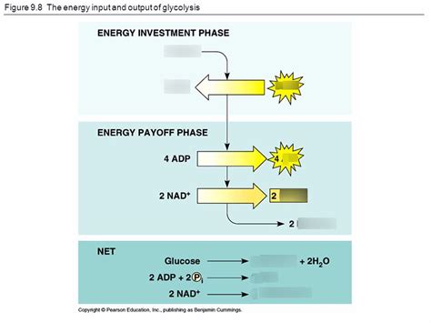 Inputs And Outputs Of Glycolysis