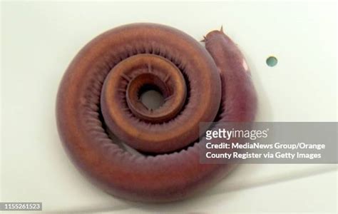 18 Hagfish Stock Photos High Res Pictures And Images Getty Images