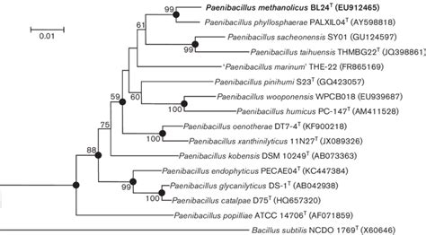 Phylogenetic Tree Based On 16s Rrna Gene Sequence Comparison Showing