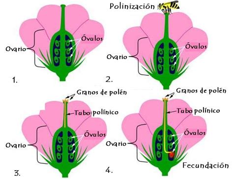 Fisiología Vegetal Reproducción Geología Y Biología