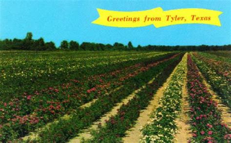 Tyler Texas Rose Industry Rose Industry History Leading Rose Producers