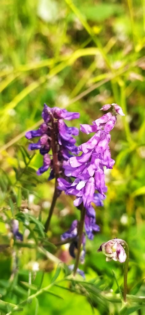 Tufted Vetch From On July At