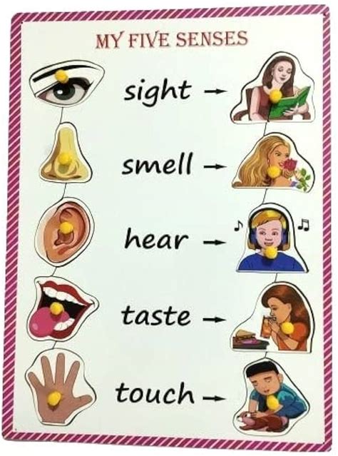 Senses Five Sense Organs Worksheet 1 Academy Simple 52 Off