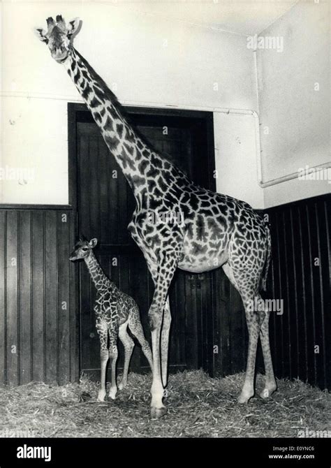 Giraffe Enclosure Hi Res Stock Photography And Images Alamy