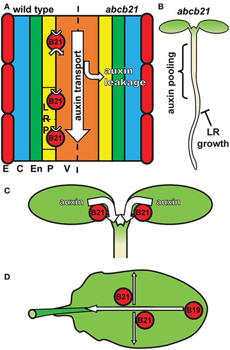 Frontiers The Arabidopsis Atp Binding Cassette Transporter Abcb21