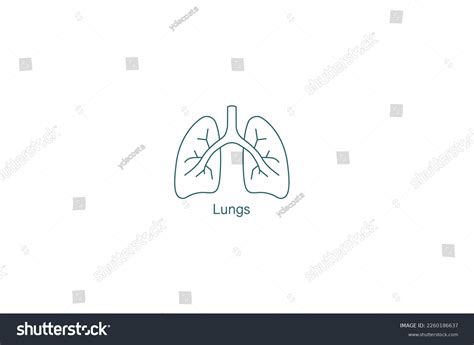 Human Lungs Line Art Vector Illustration Stock Vector (Royalty Free ...