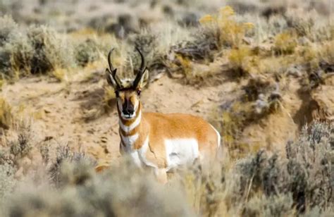 Pronghorn Hunting: Beginner's Guide - Hunting heart