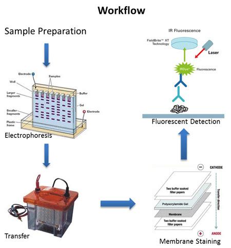 Using Western Blot Technique Vereflip