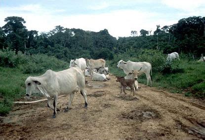 Inventarios Biol Gicos R Pidos Galer A De Im Genes Bolivia