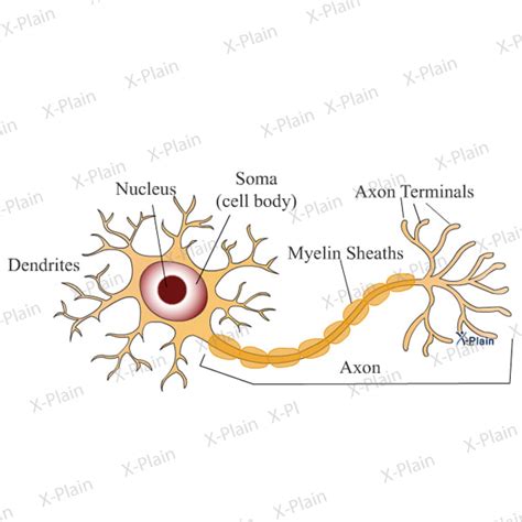 Neuron With Labels