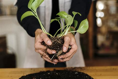 Kokedama Planter Armstrong Garden Centers