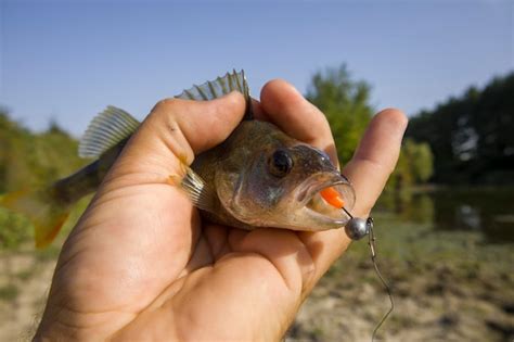 Premium Photo A Perch Fish With A Silicone Bait In Its Mouth