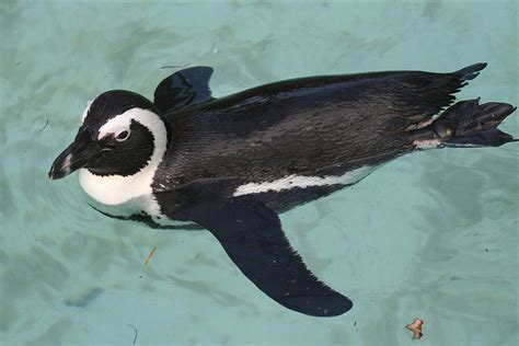 african penguin san diego zoo animals plants