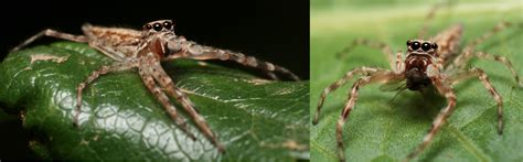 26 Common Spiders In Australia 2025 Bird Watching Hq