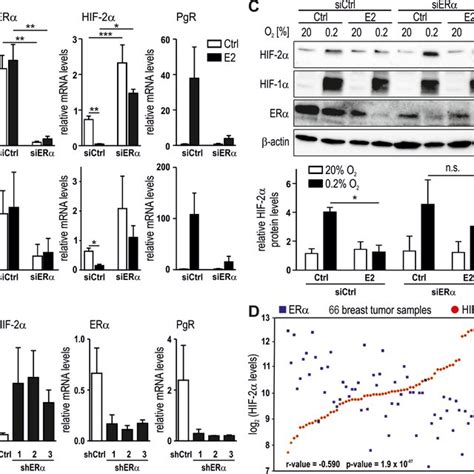 Reciprocal regulation of HIF 2α and ERα ERα was knocked down in MCF 7