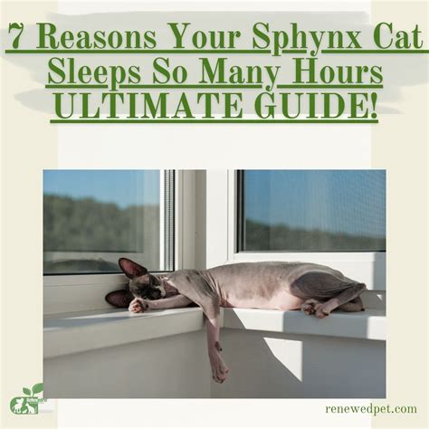 ultimate guide  cat sleep renewedpet