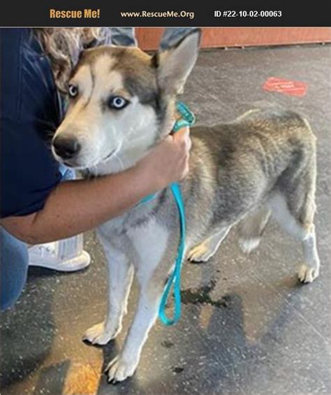 ADOPT 22100200063 Siberian Husky Rescue Casa Grande AZ