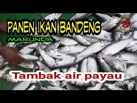 Panen Ikan Bandeng Di Tambak YouTube