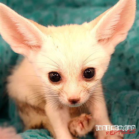 Baby Fennec Foxes For Sale - Underground Reptiles