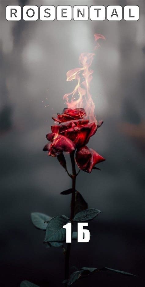Создать мем "140_пепел роза - надежда.mp3, иманбек roses, горящая роза ...