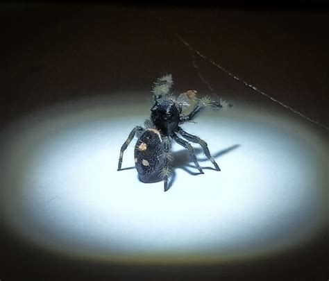 Phidippus regius Apalachicola wyseksowana SAMICA L4 L5 skakun królewski