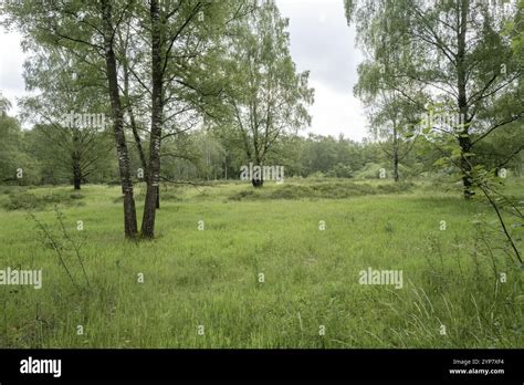 Natural Meadow With Trees In Spring Stock Photo Alamy