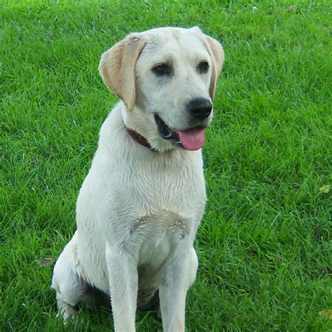 Labrador Retriever Pedigree Database