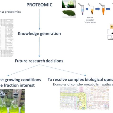 Schematic Workflow Of Proteomics Information Obtained And Some Of Its